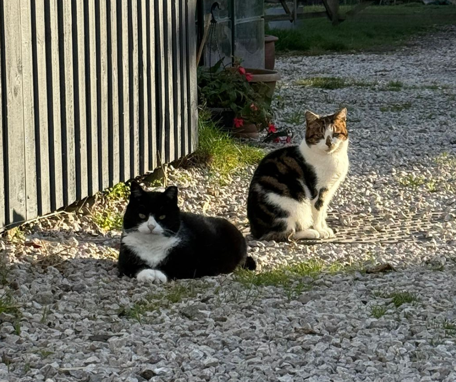The Barn Cats