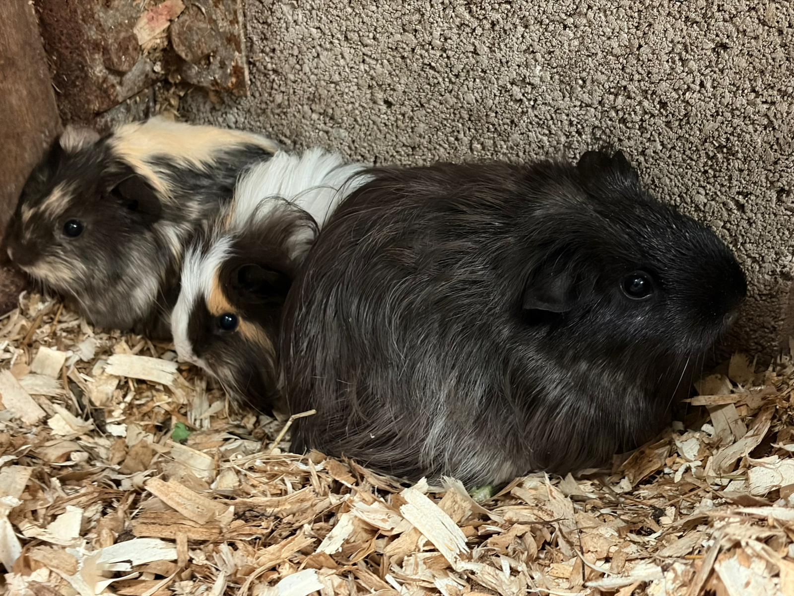 Berry, Broccoli & Bean