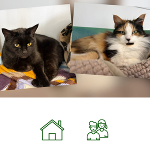 Smudge & Chisel (Reserved)