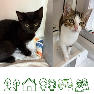 Buffy & Arlo (Reserved)