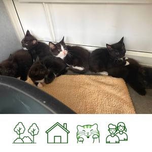 Delilah & Carries kittens