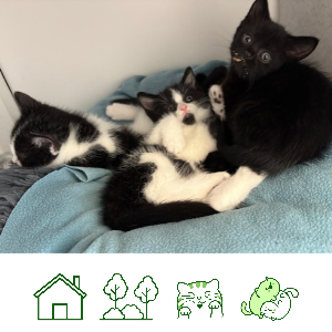 Hettie's last kitten