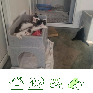 Hettie's kittens