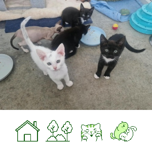 Nias last kitten