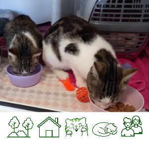 Minnie & Kitty